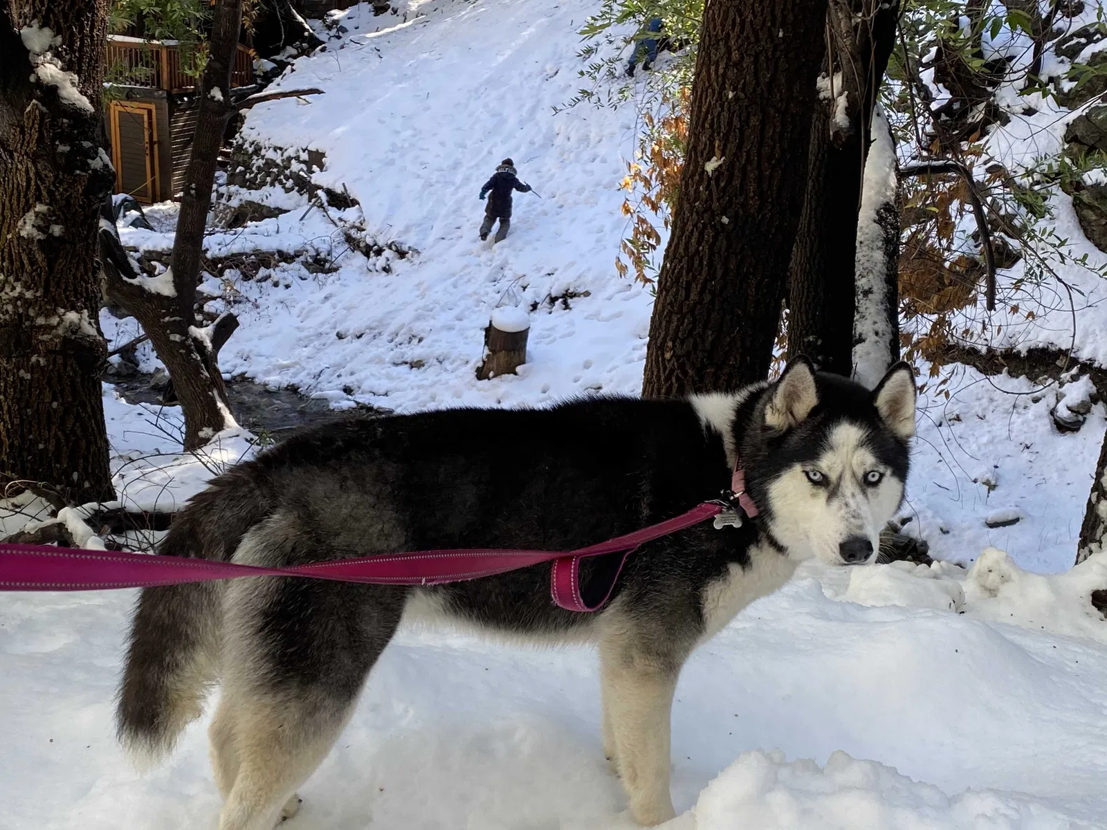 Lost dog in Mt Baldy, CA, 91759