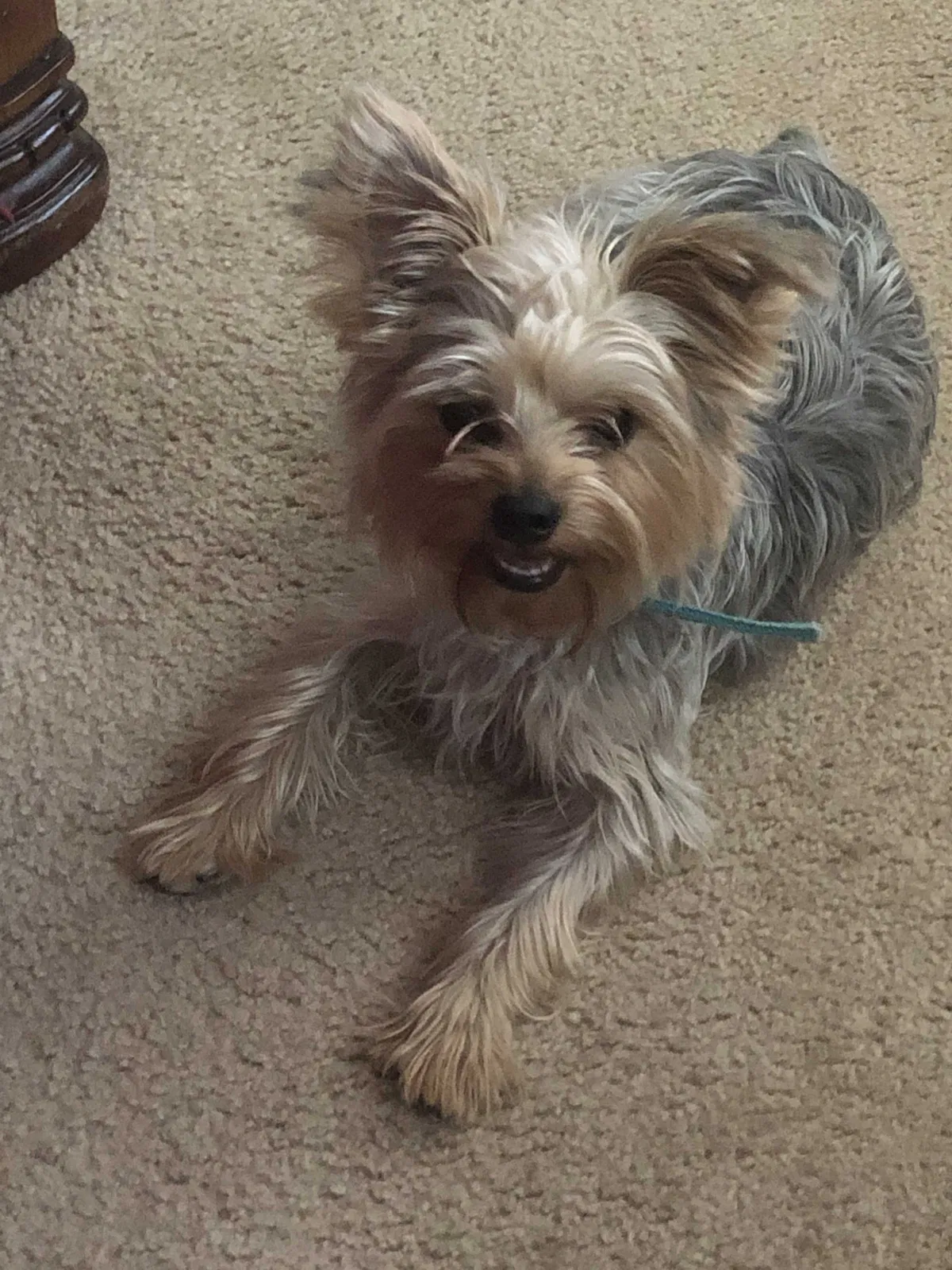 Lost dog in Elk Grove, CA, 95757