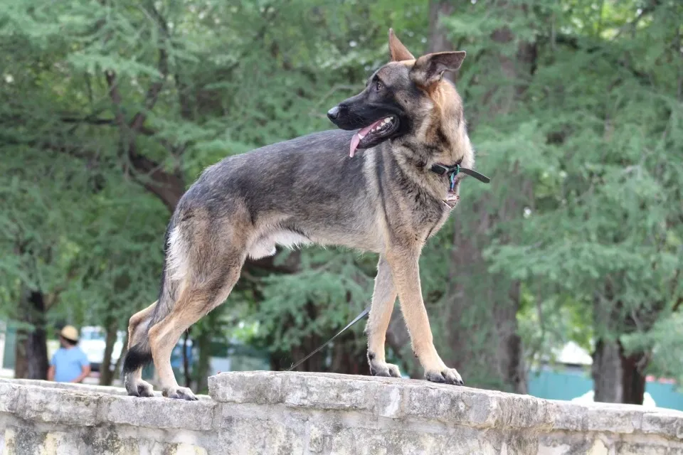 Lost dog in San Antonio, TX, 78239