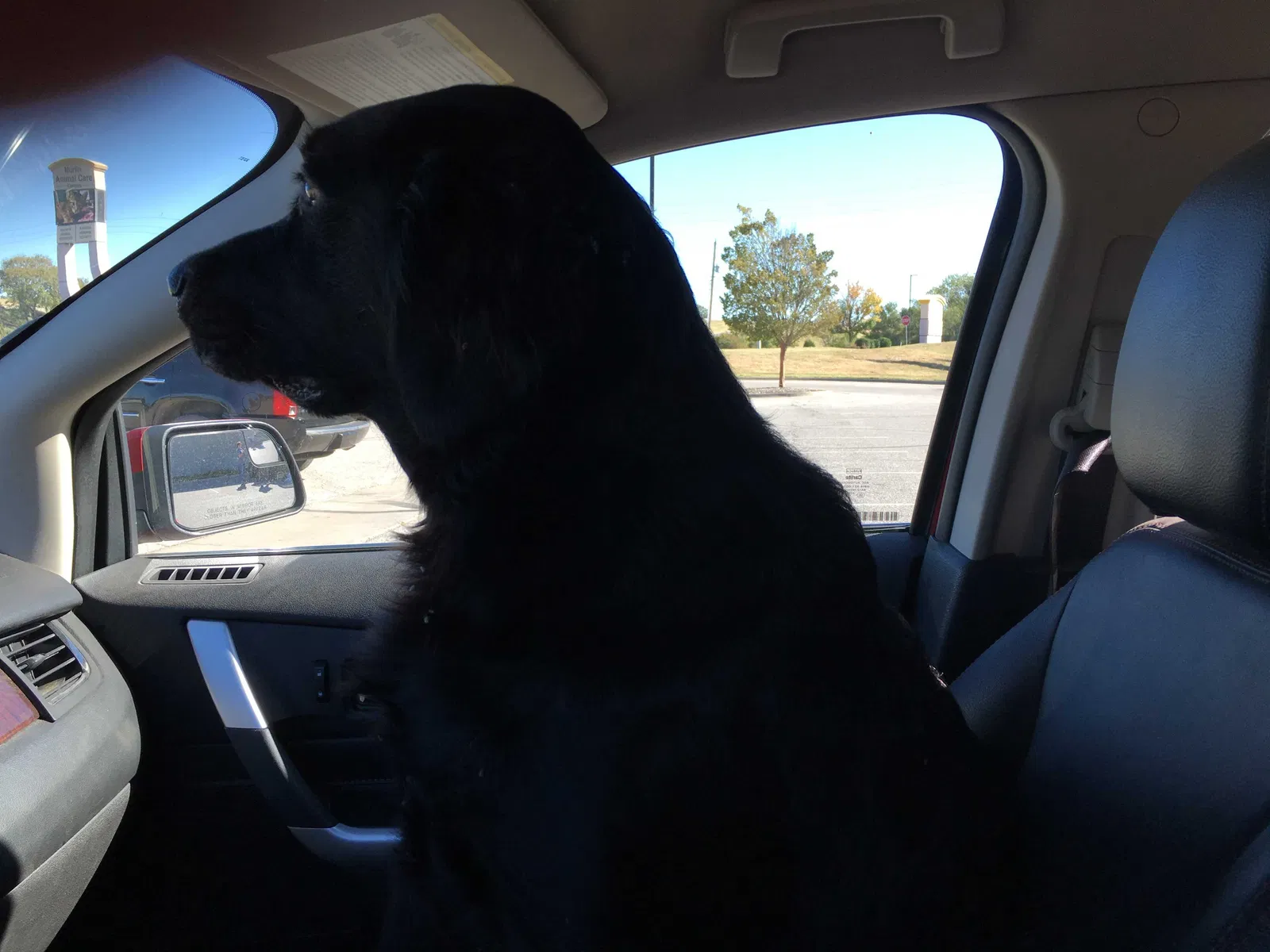 Found dog in Wichita, KS, 67208