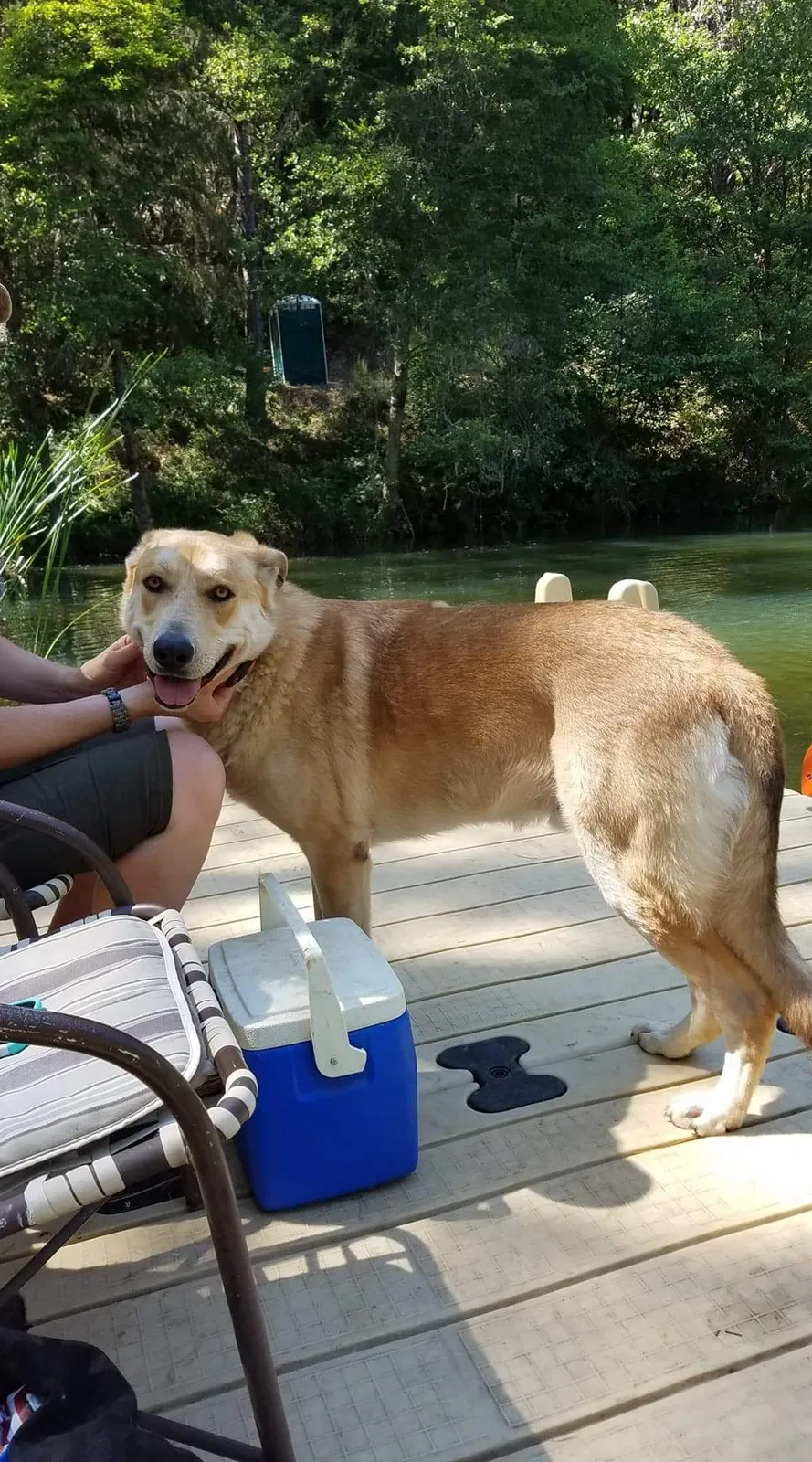 Lost dog in Garden Valley, CA, 95633