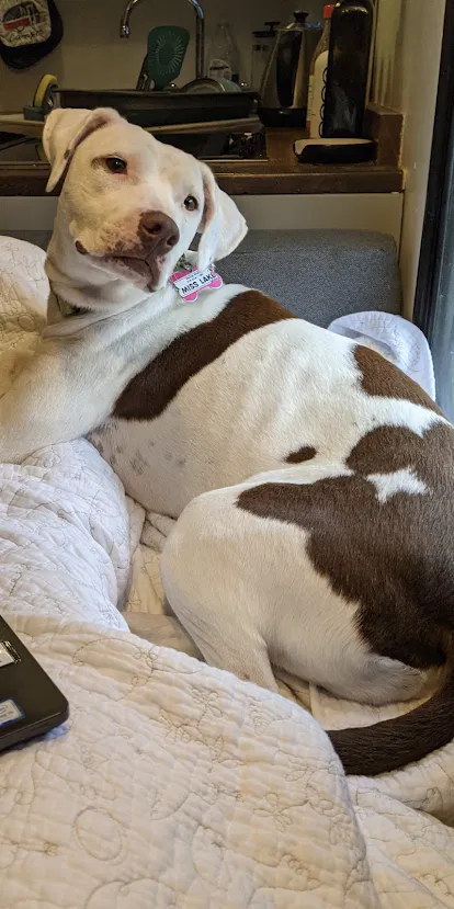 Lost dog in Raleigh, NC, 27603