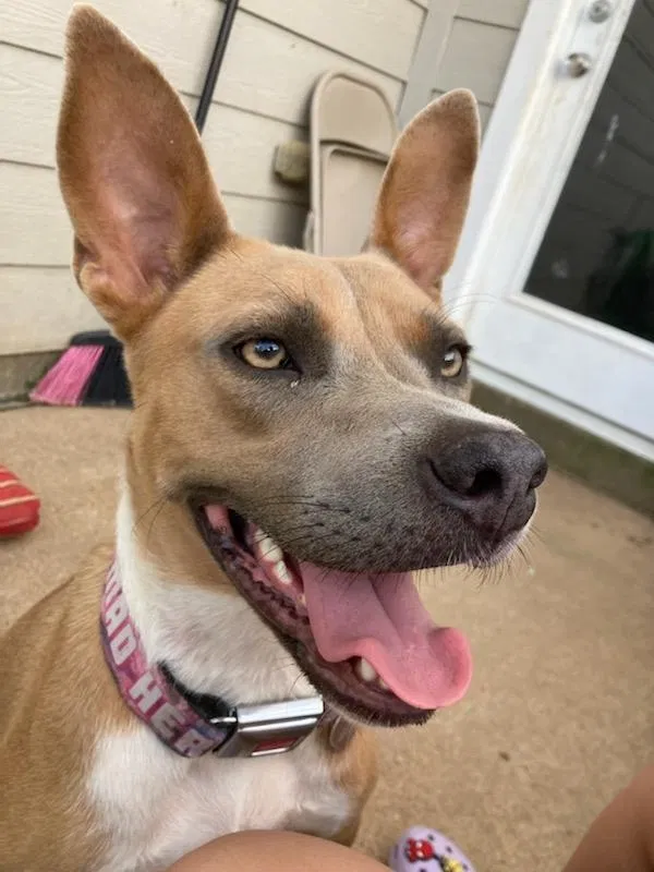 Lost dog in Katy, TX, 77449