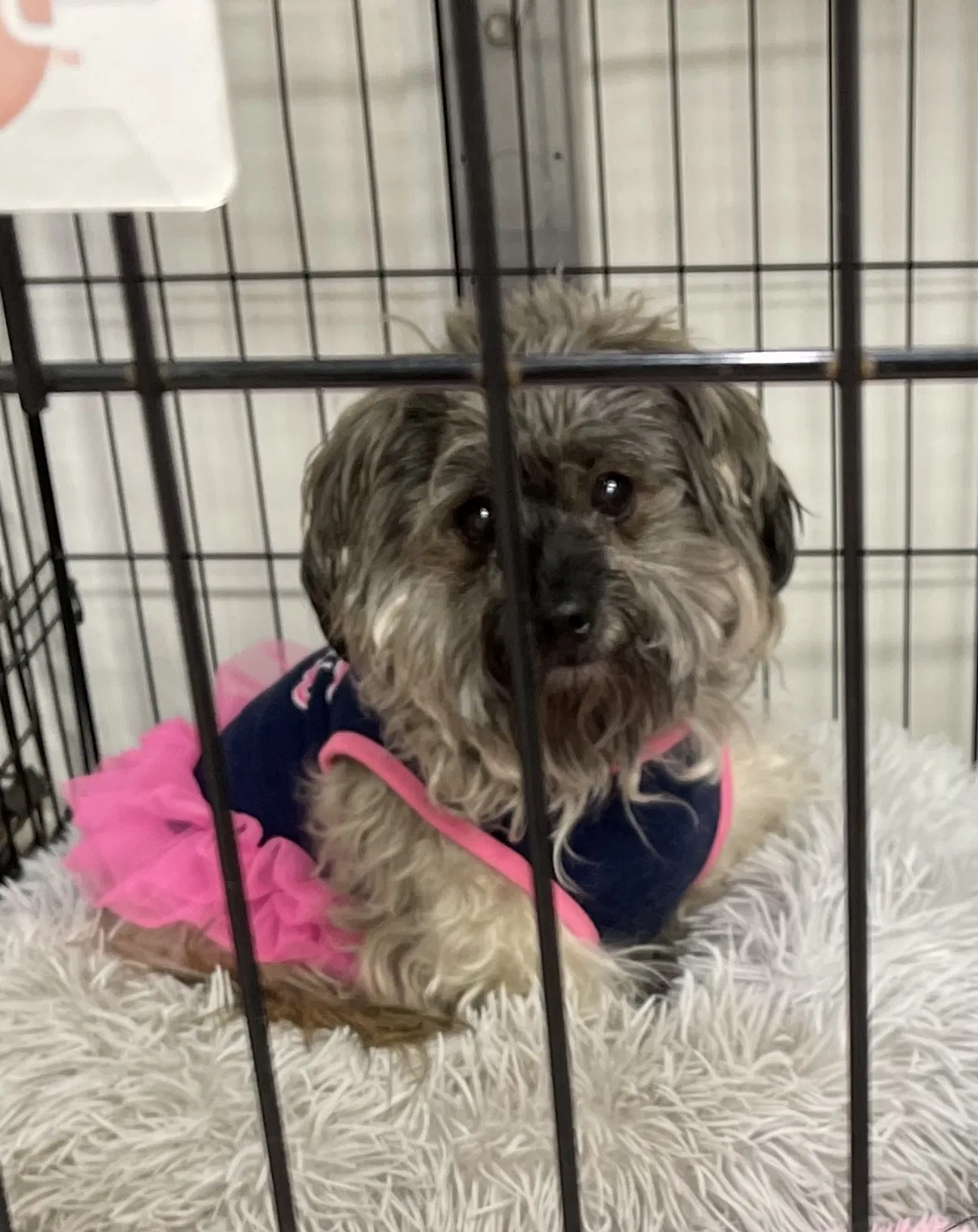 Lost dog in Edmond, OK, 73013