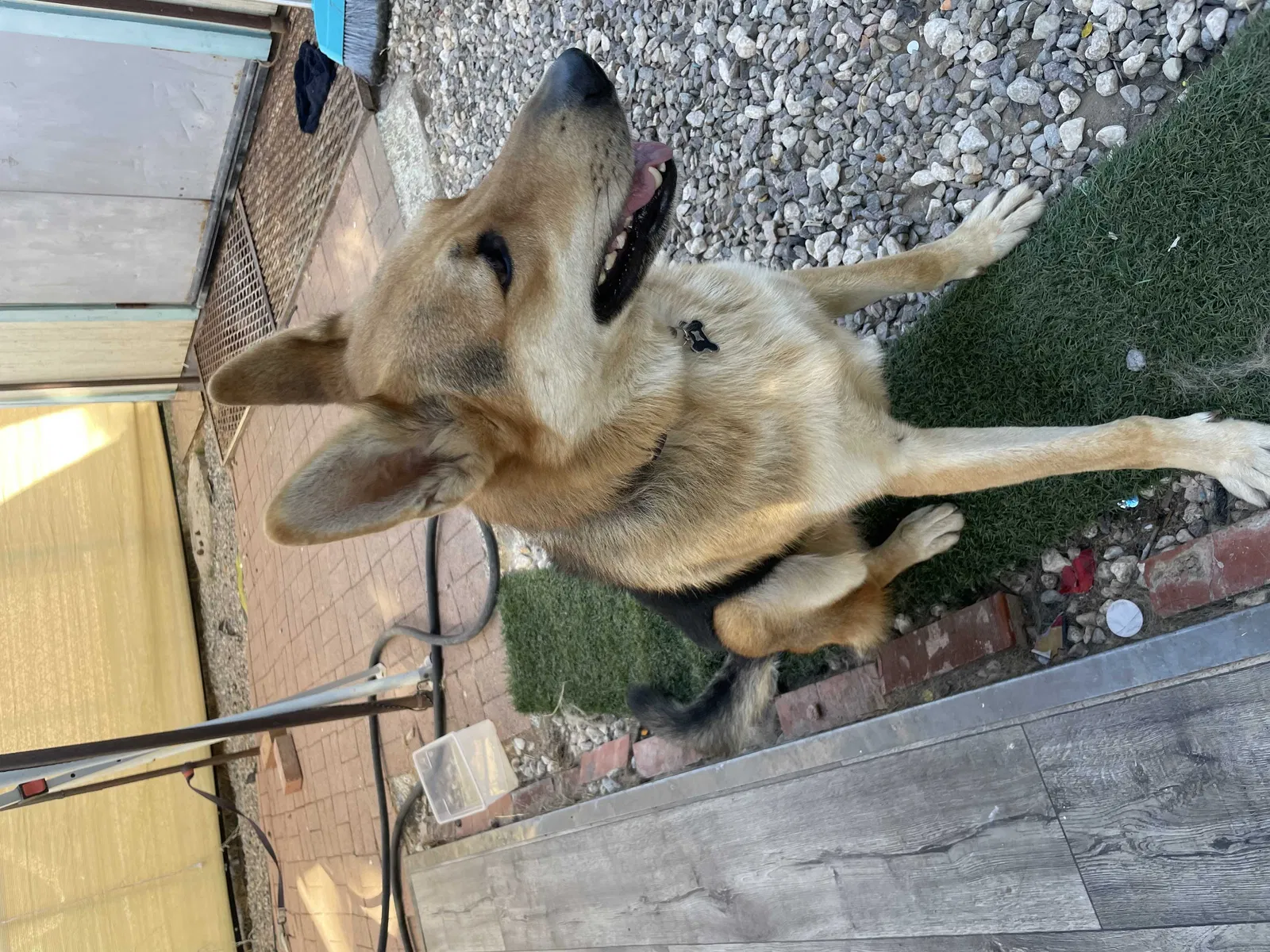 Lost dog in Chula Vista, CA, 91910