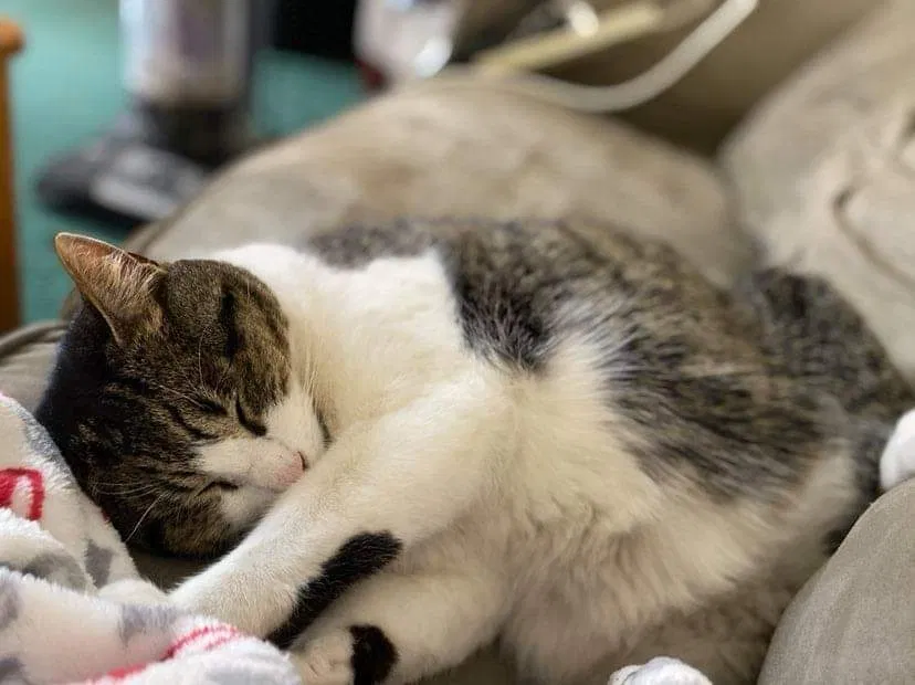 Lost cat in Brockton, MA, 2301