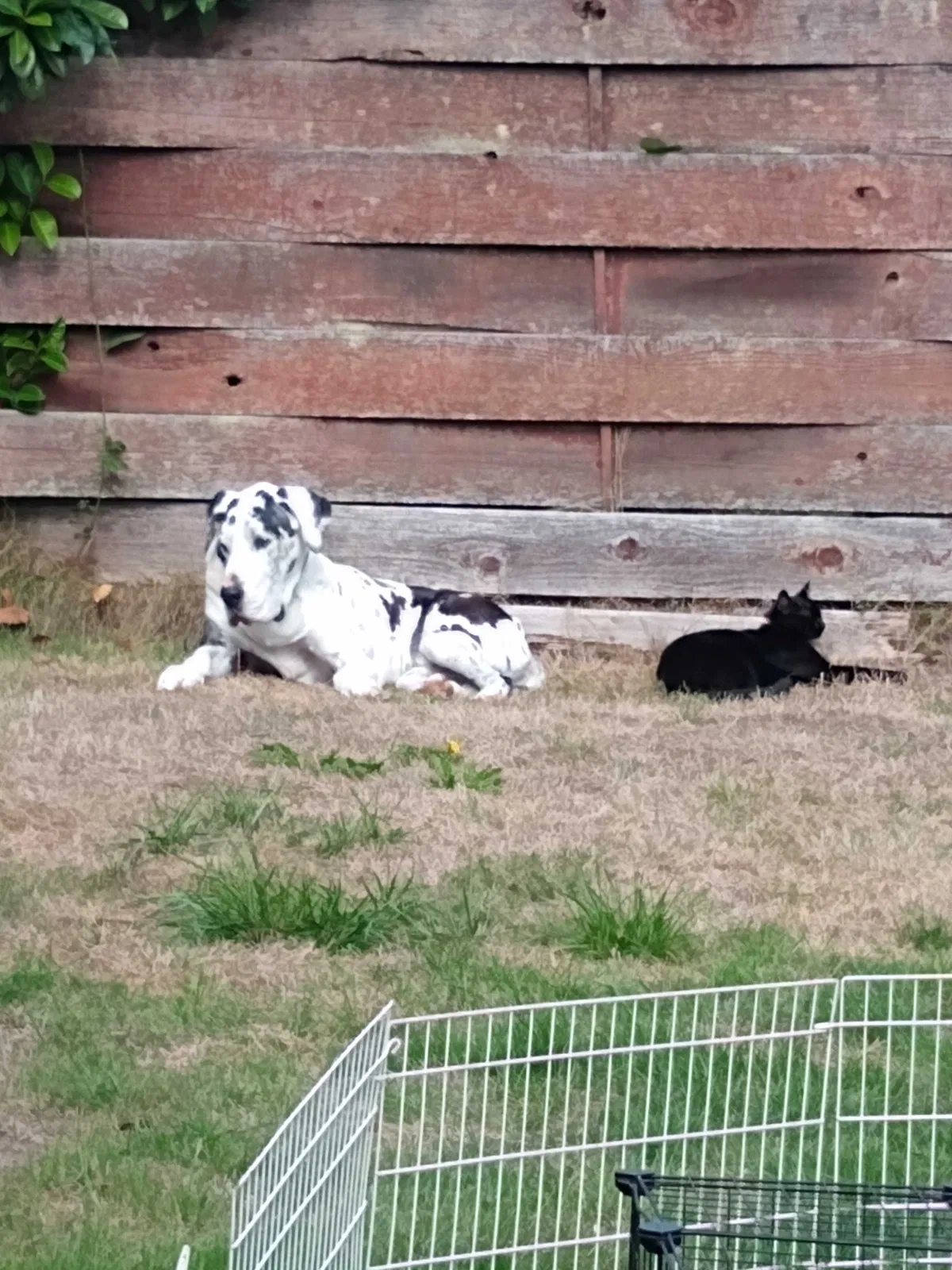 Lost cat in Auburn, WA, 98002