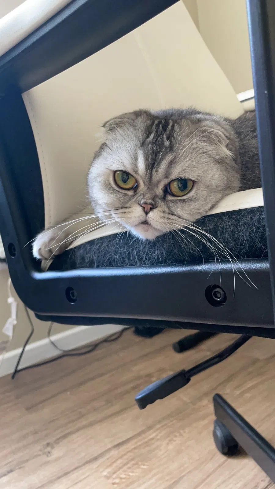 Lost cat in Broomfield, CO, 80021