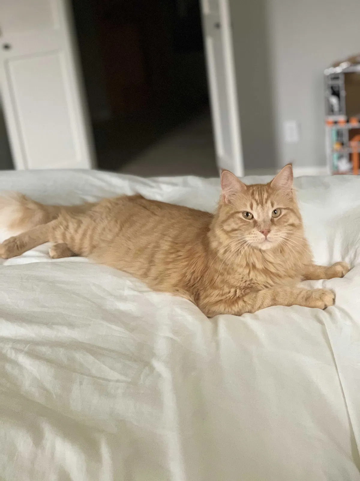 Lost cat in Overland Park, KS, 66213