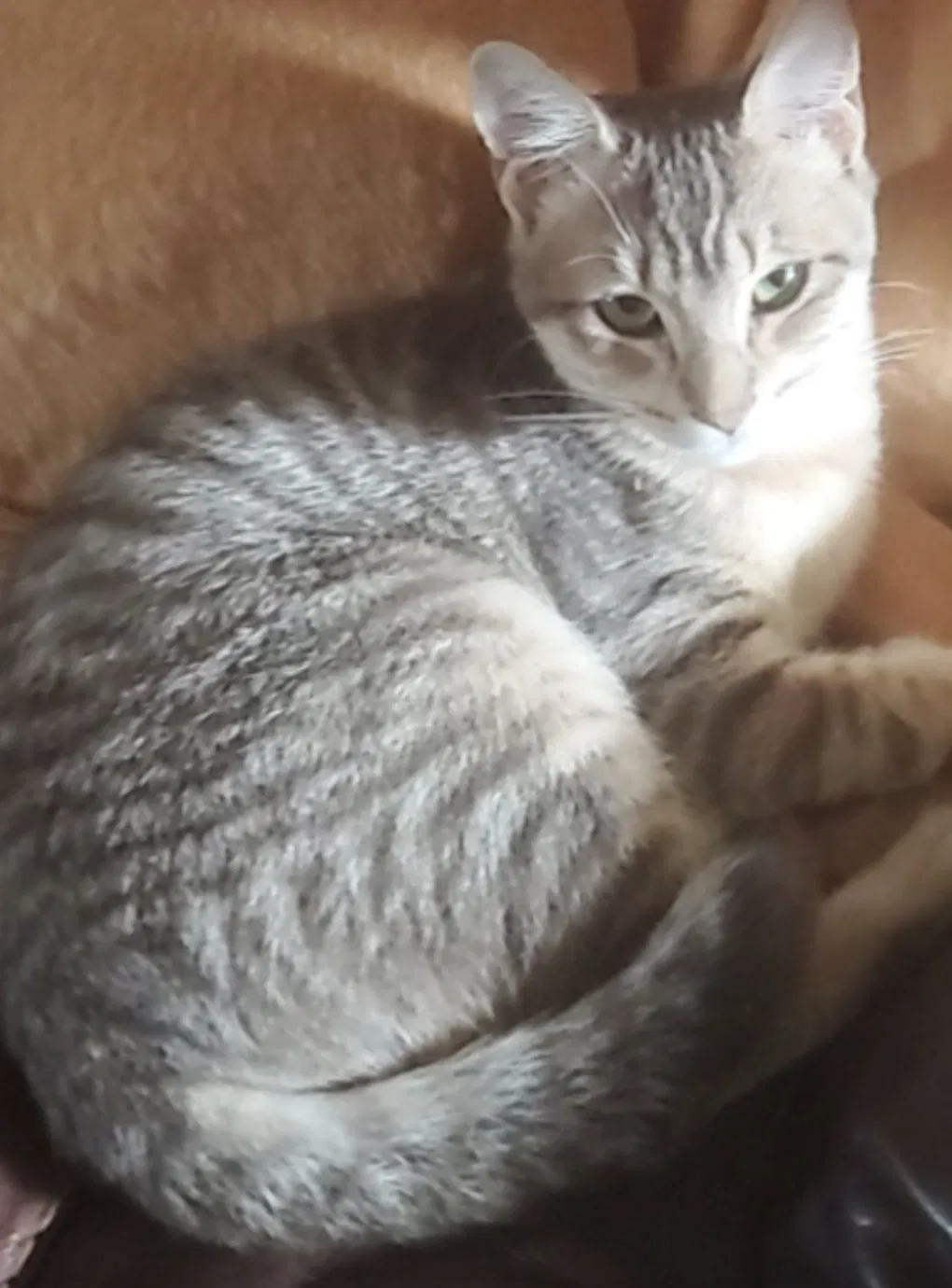 Lost cat in Wesley Chapel, FL, 33543