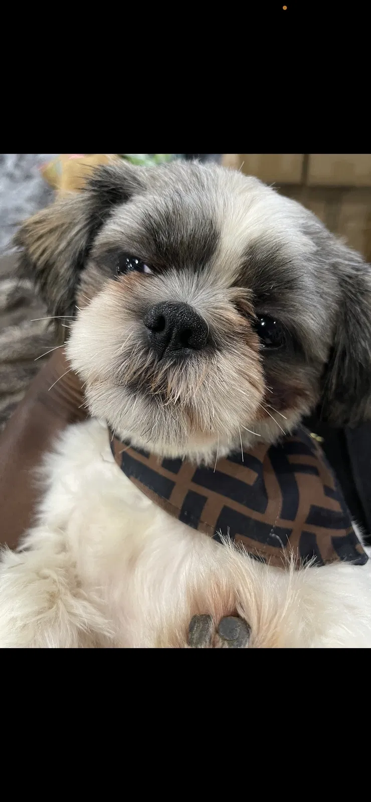 Lost dog in Temple Hills, MD, 20748