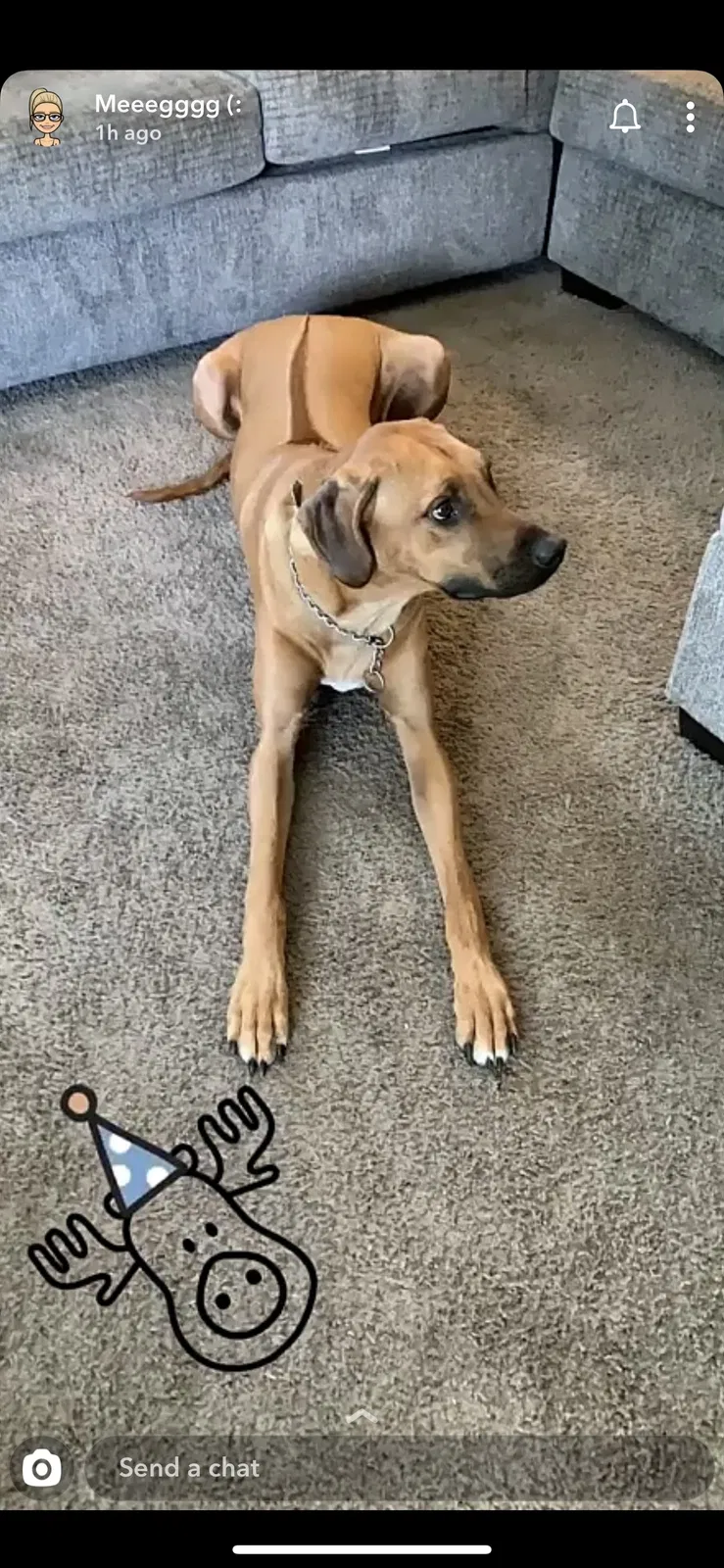 Lost dog in Barberton, OH, 44203