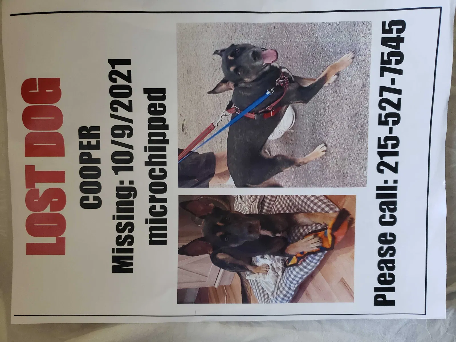 Lost dog in Manheim, PA, 17545