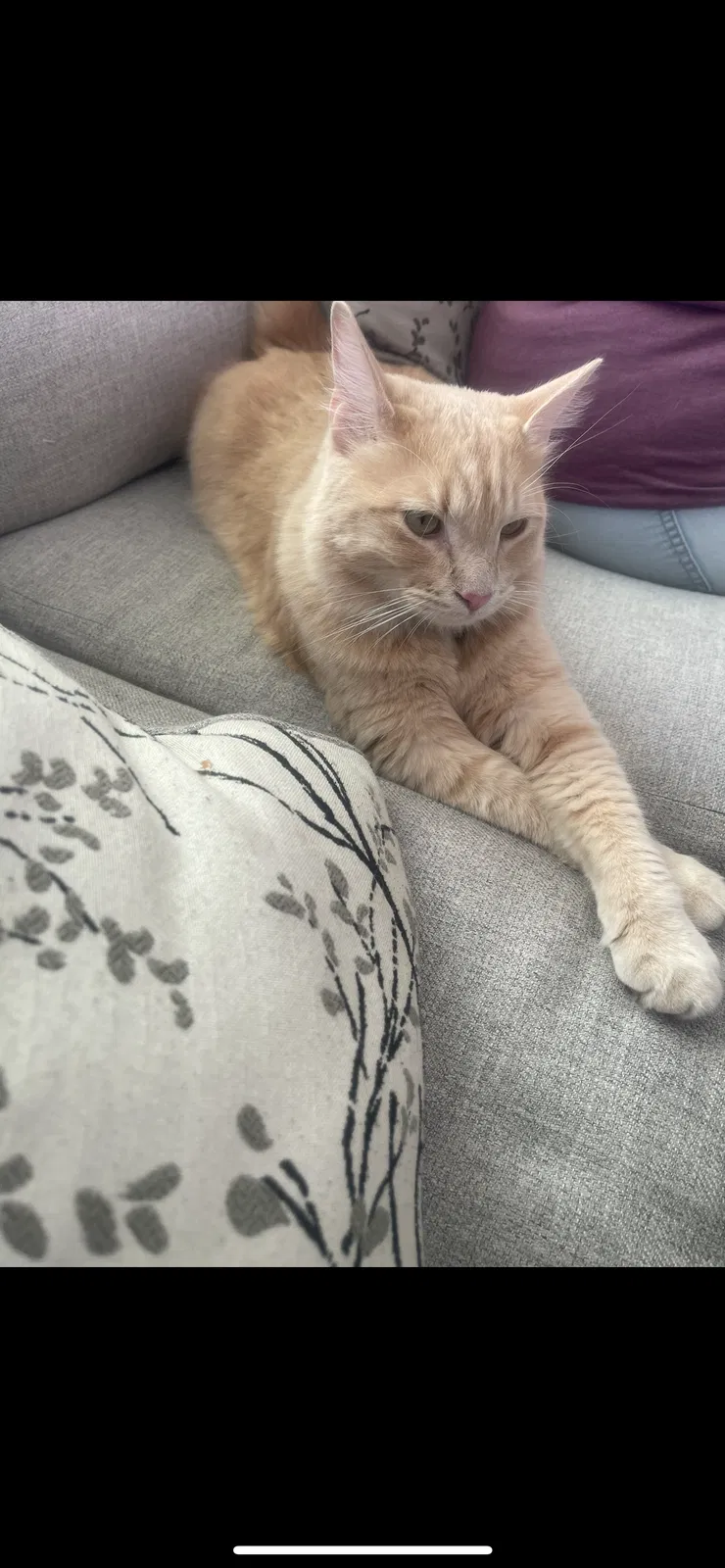 Lost cat in Eagle Mountain, UT, 84005