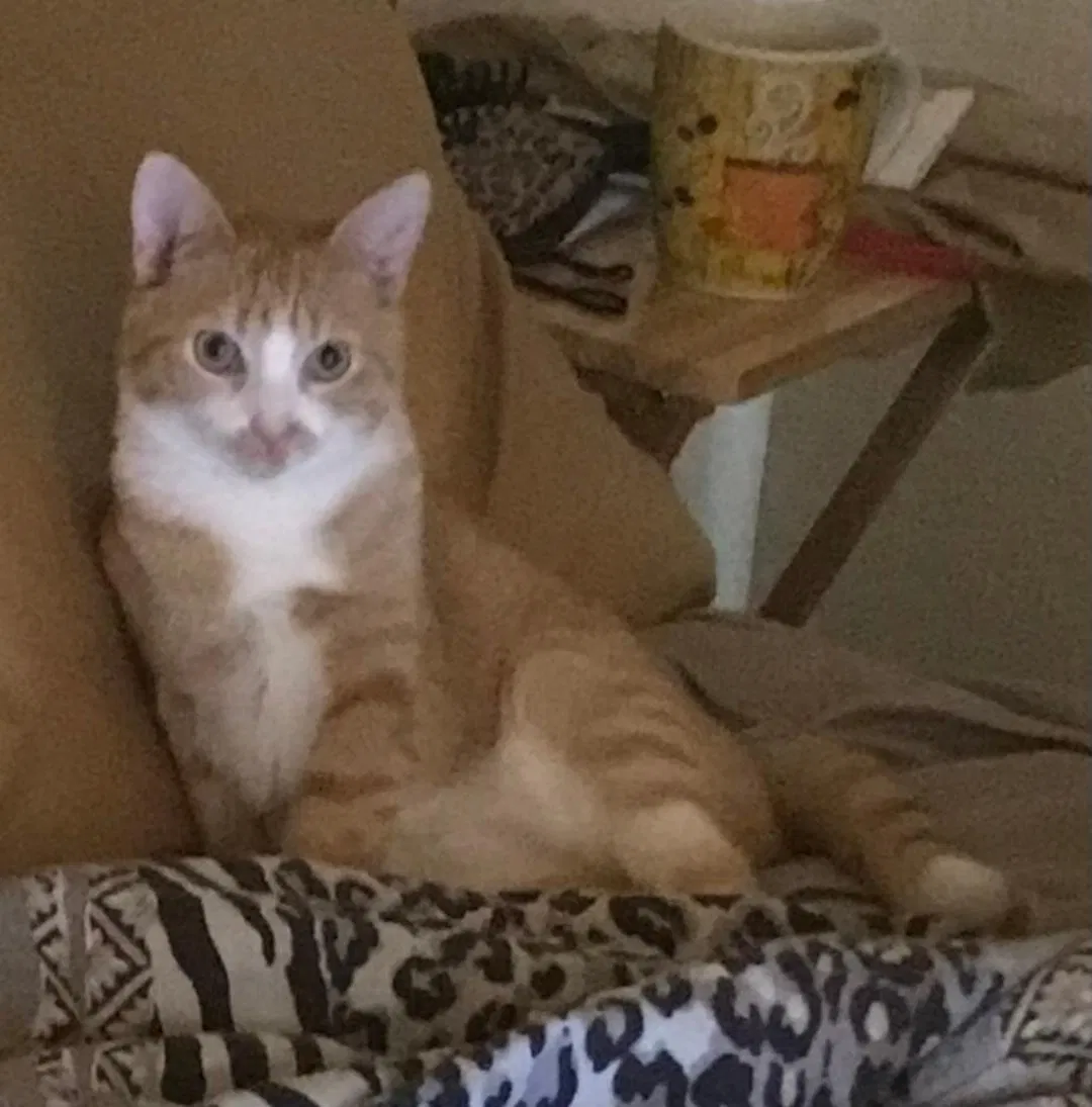 Lost cat in Chattanooga, TN, 37421
