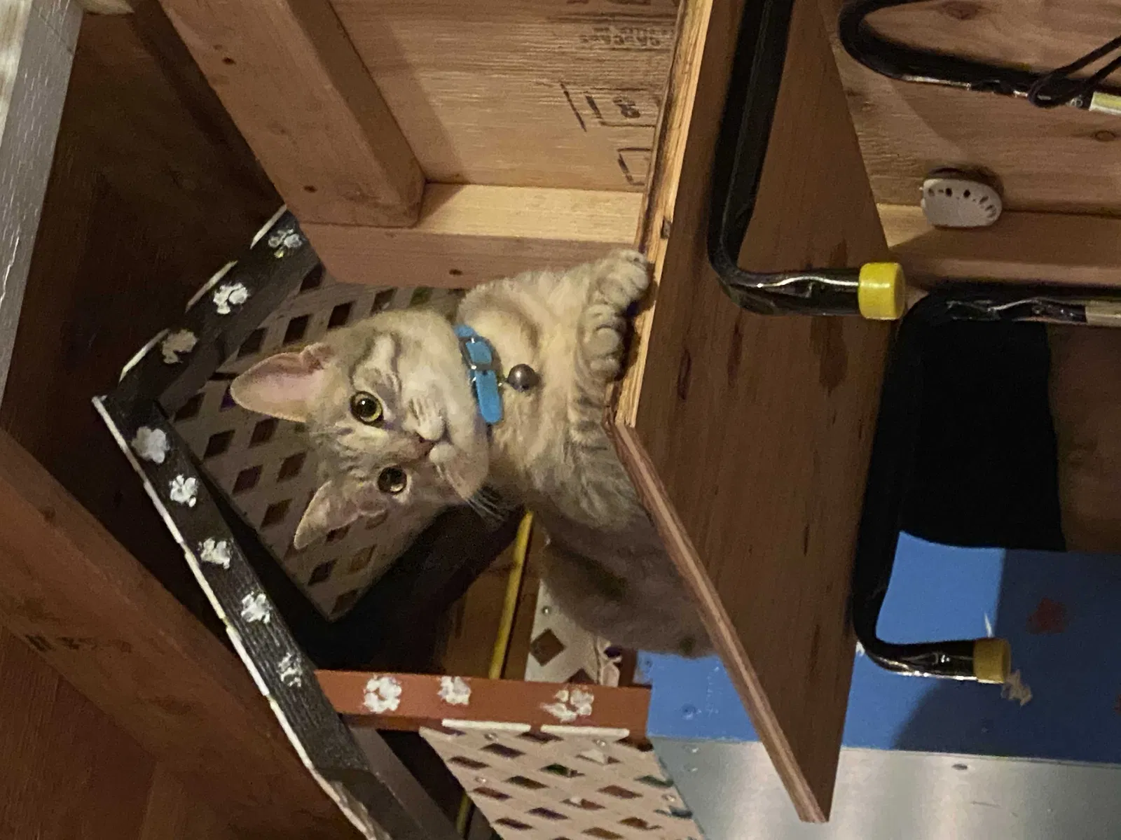 Lost cat in Los Angeles, CA, 90026