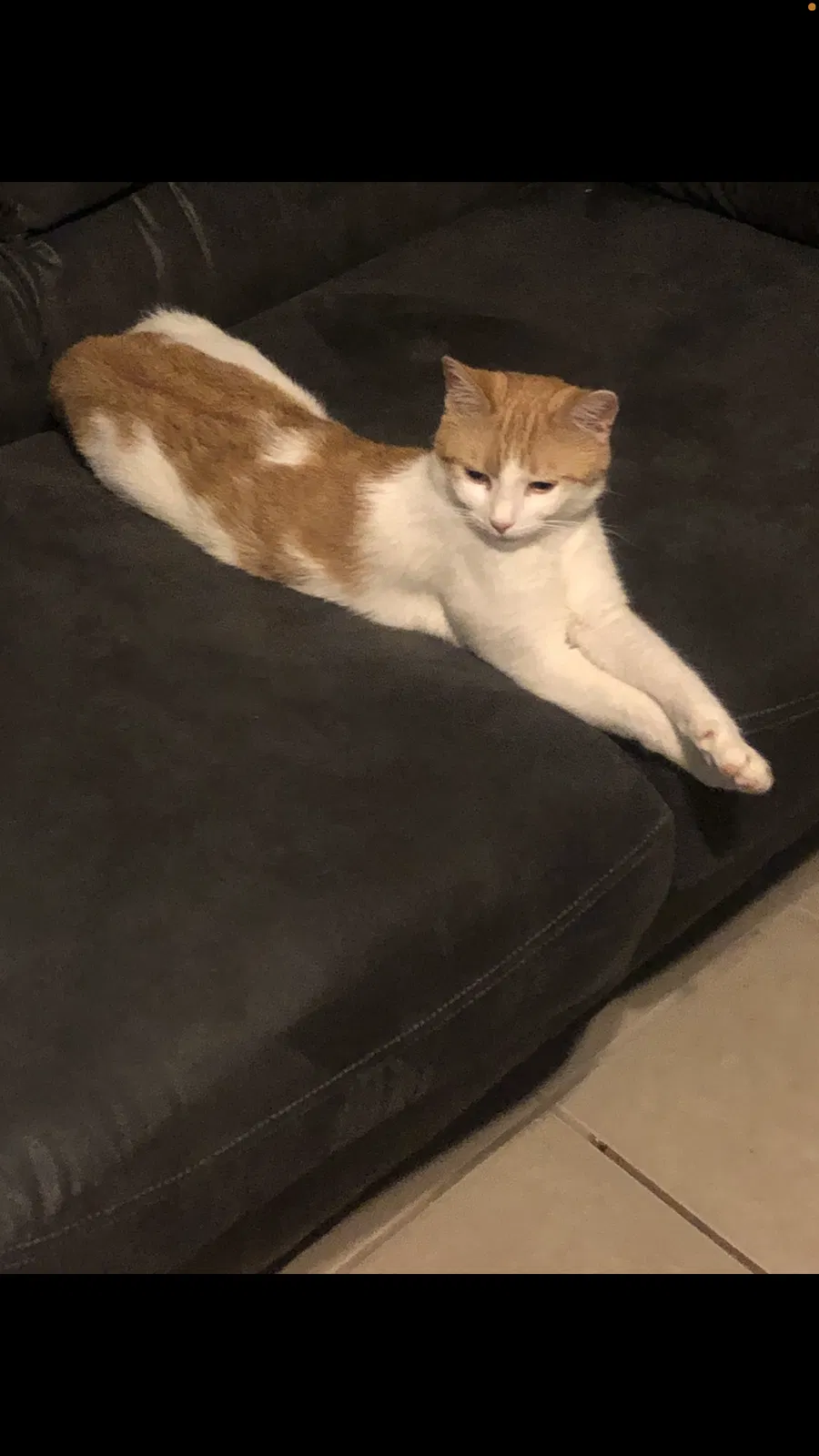 Lost cat in Vacaville, CA, 95687