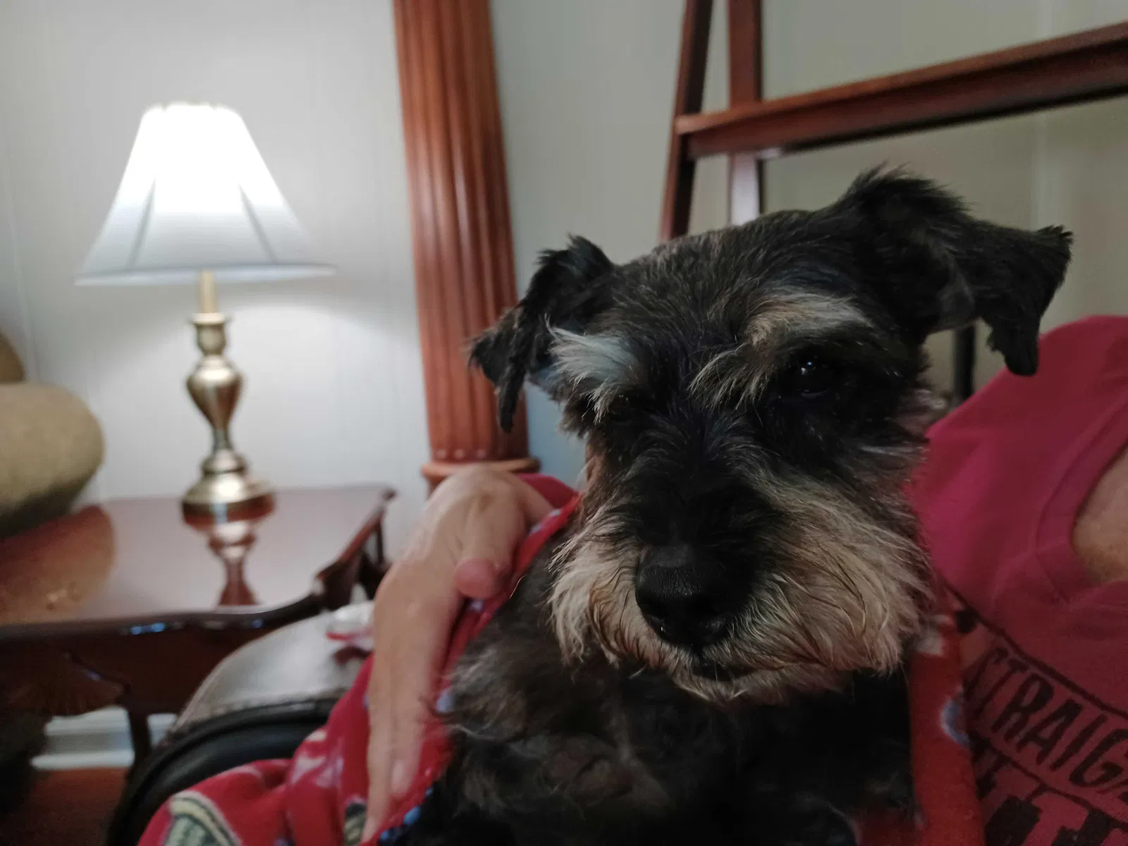 Found dog in Knoxville, TN, 37918
