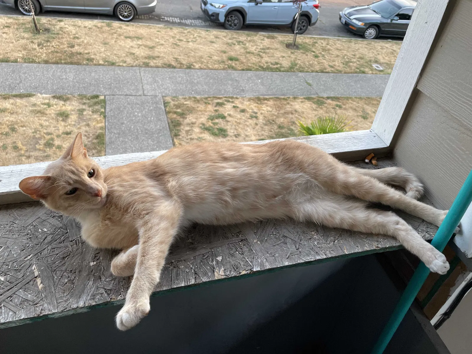 Lost cat in Tacoma, WA, 98403
