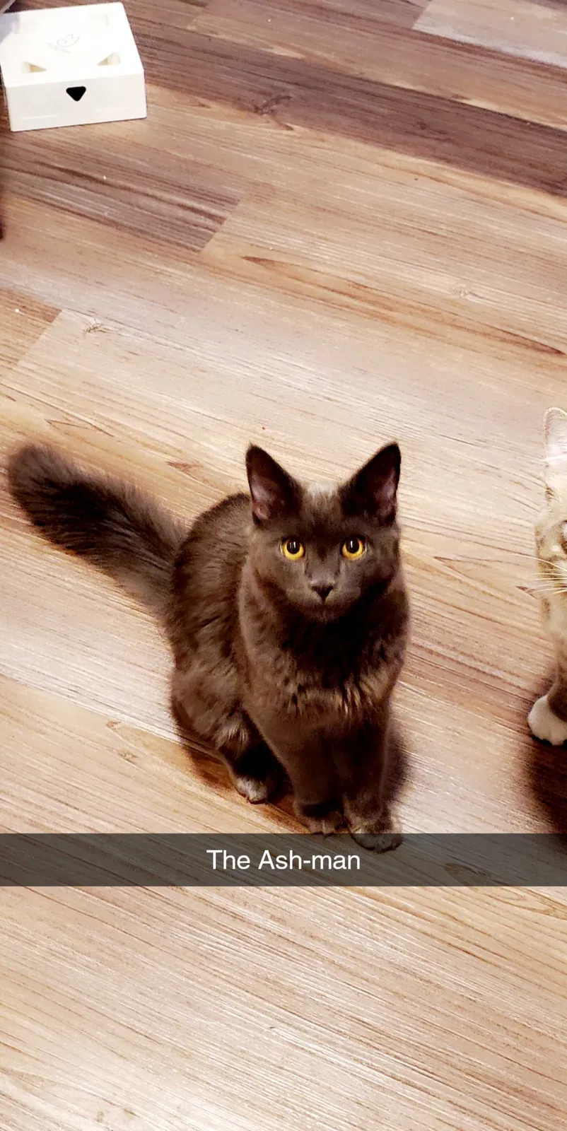 Lost cat in El Paso, TX, 79932