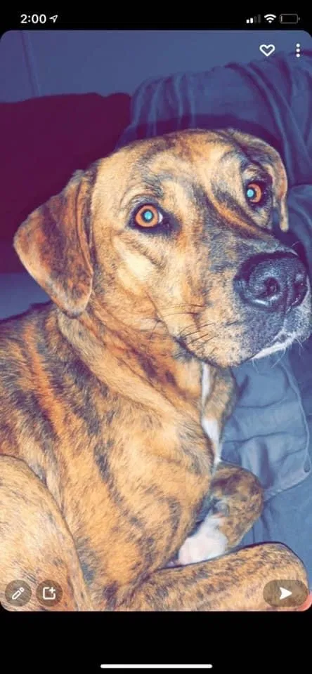 Lost dog in West Blocton, AL, 35184