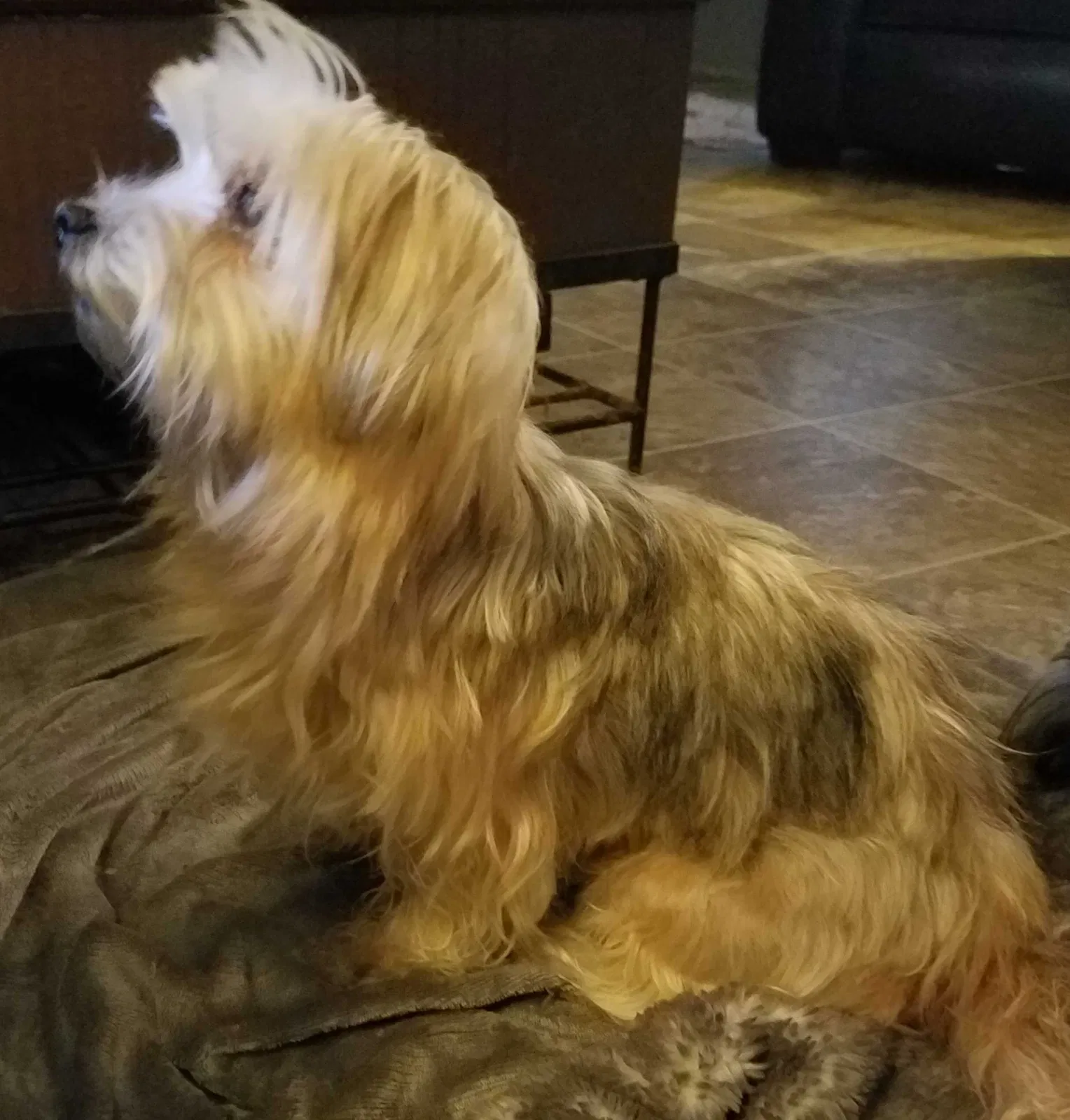 Lost dog in Sheridan, AR, 72150