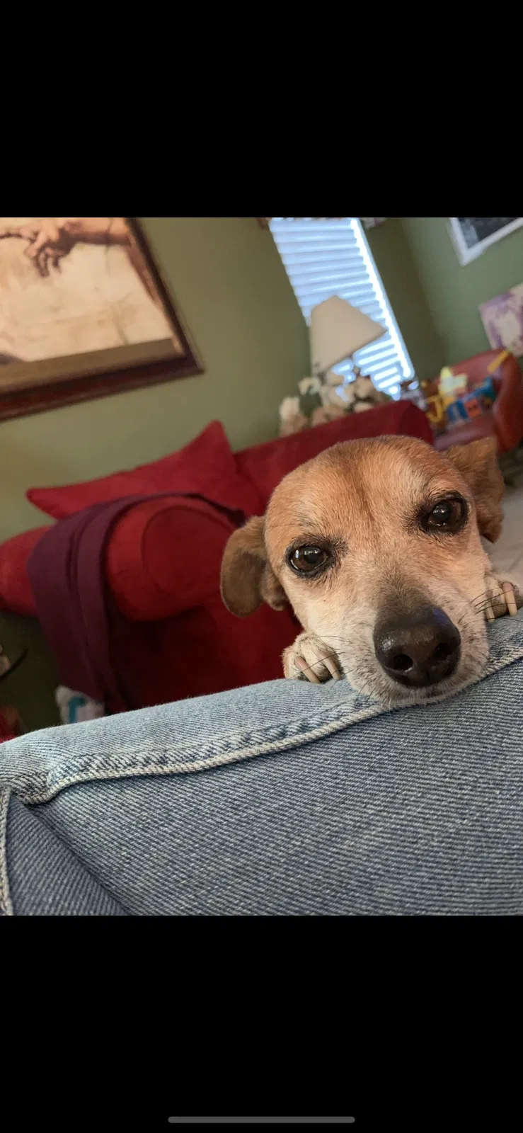 Lost dog in Peoria, AZ, 85345
