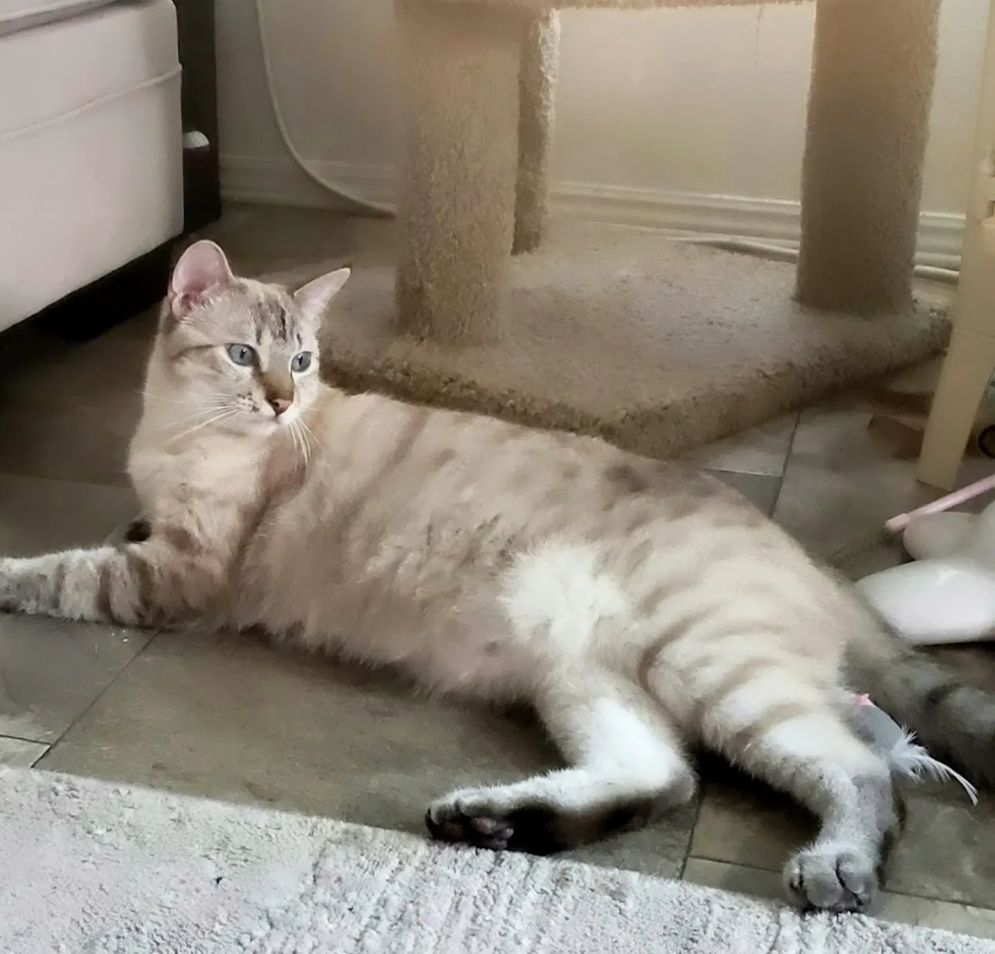 Lost cat in Lake Elsinore, CA, 92530