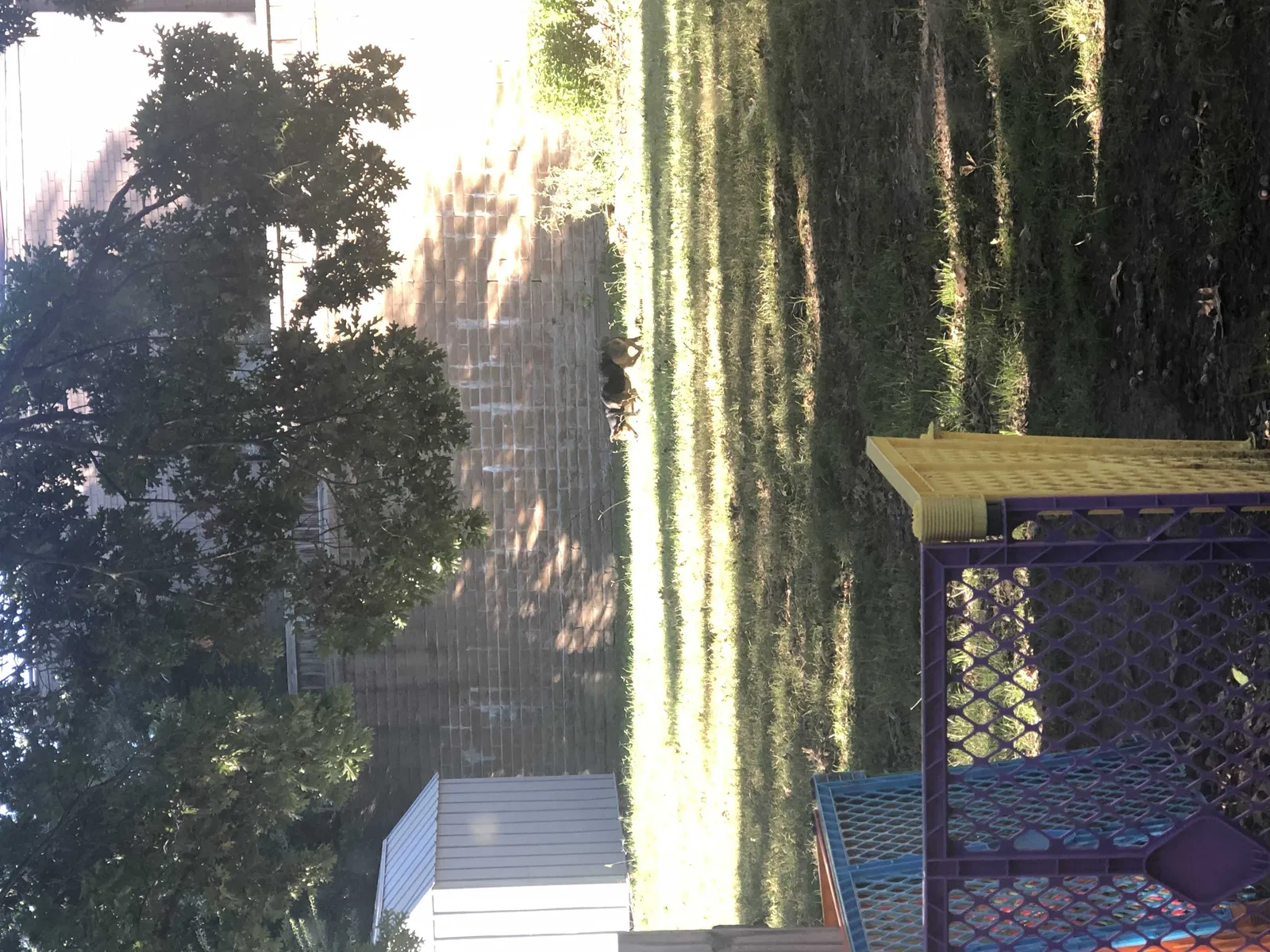 Found dog in Tulsa, OK, 74135
