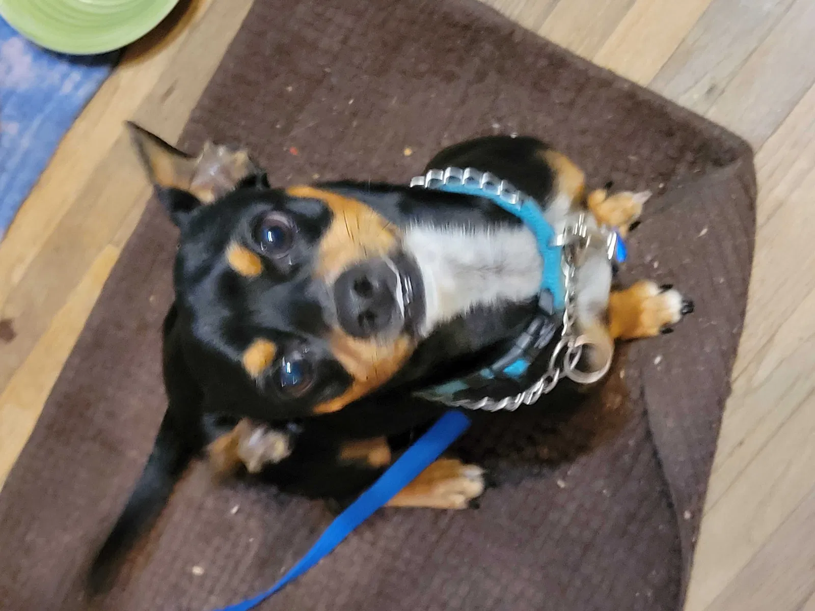 Found dog in Tulsa, OK, 74127