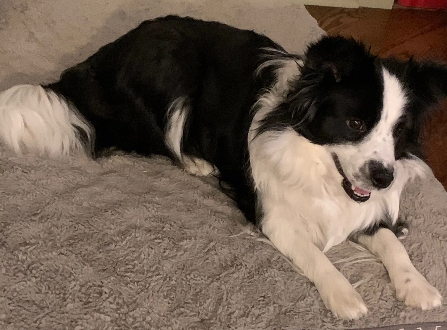 Lost dog in Brighton, CO, 80601