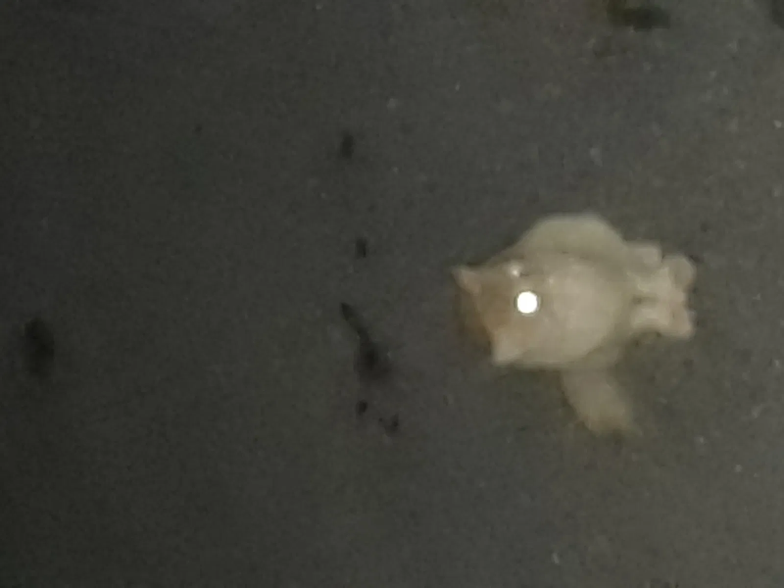Found cat in Lowell, MA, 1854