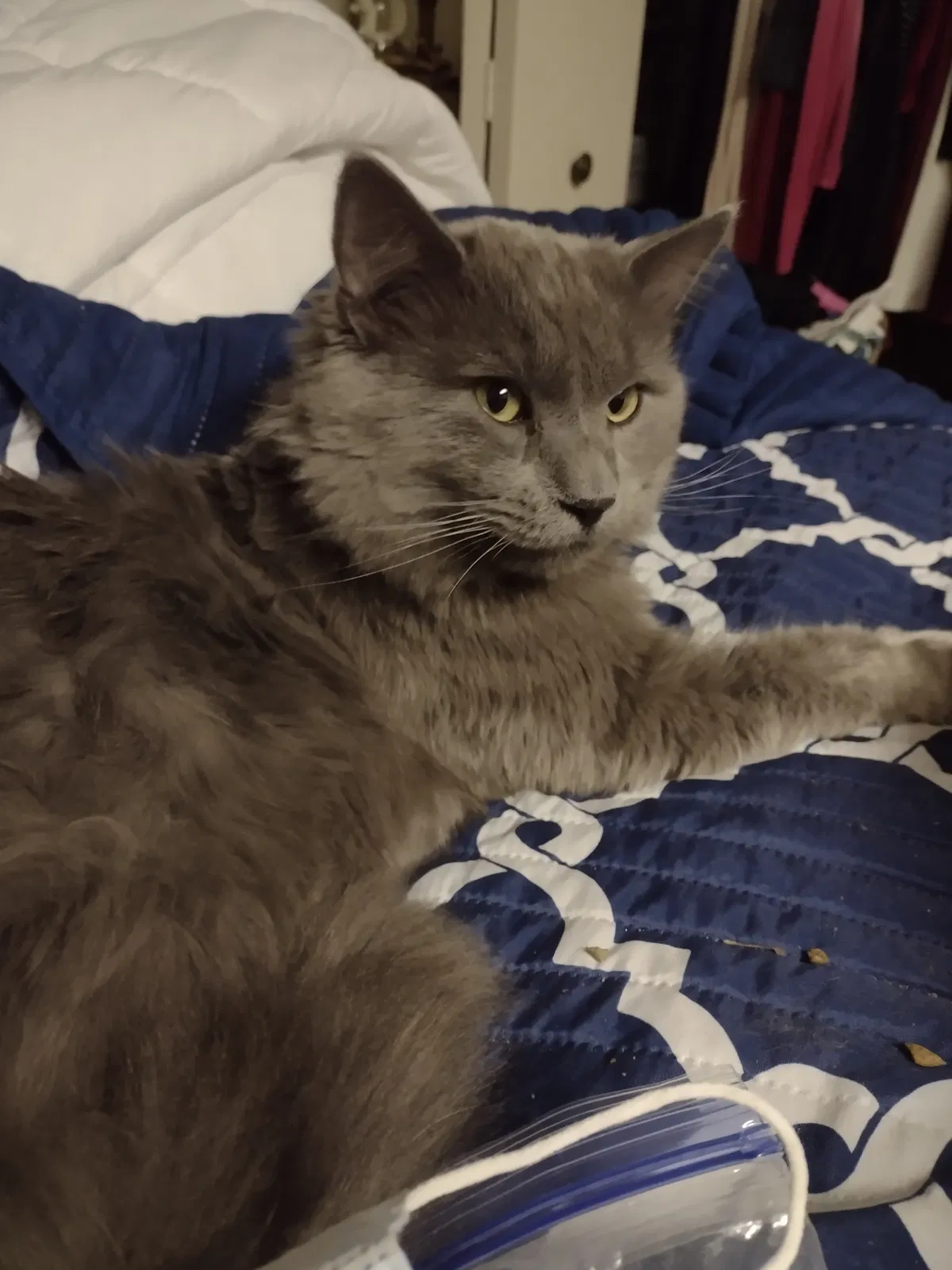 Lost cat in Denver, CO, 80227