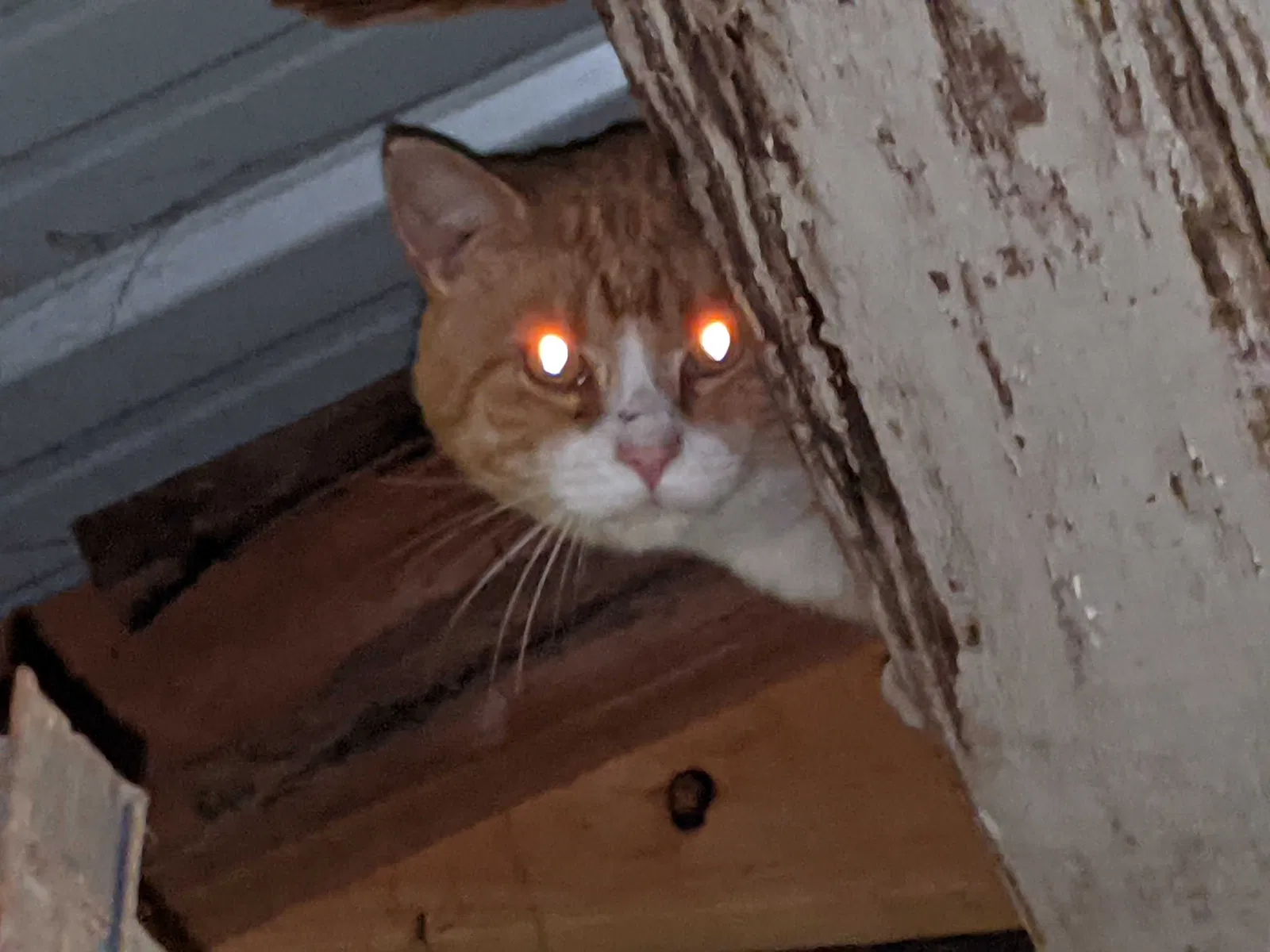 Found cat in Rutledge, GA, 30663