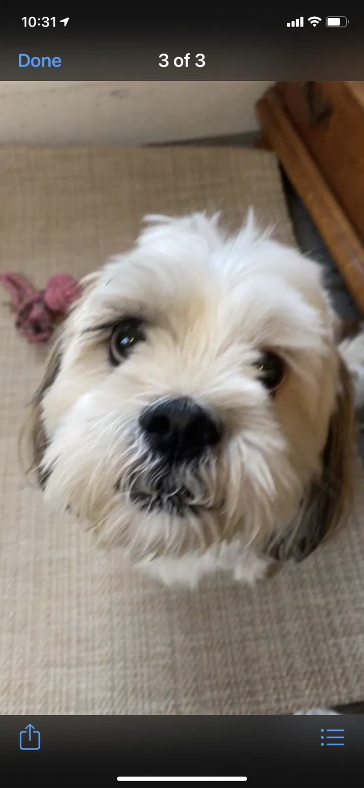 Lost dog in South Weymouth, MA, 2190