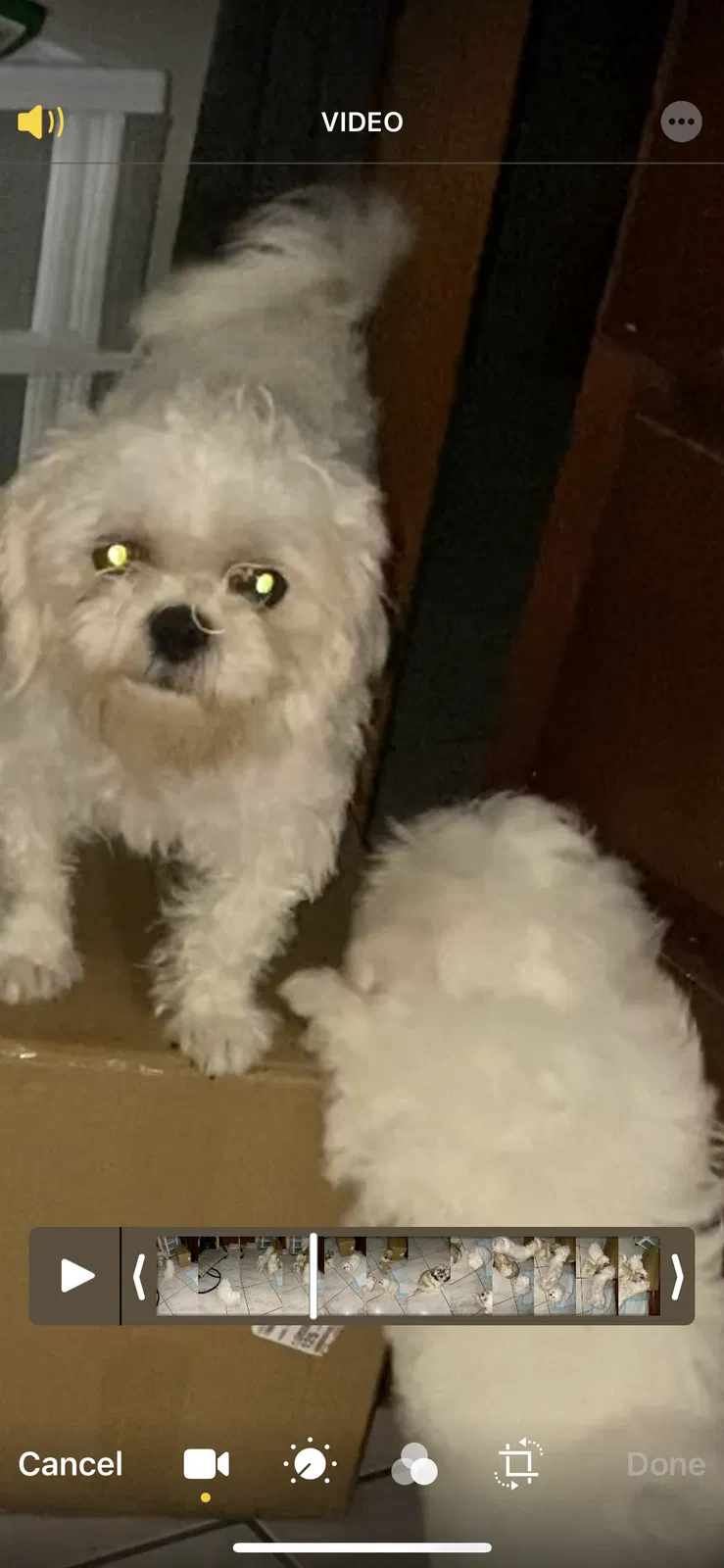 Lost dog in Miami, FL, 33157