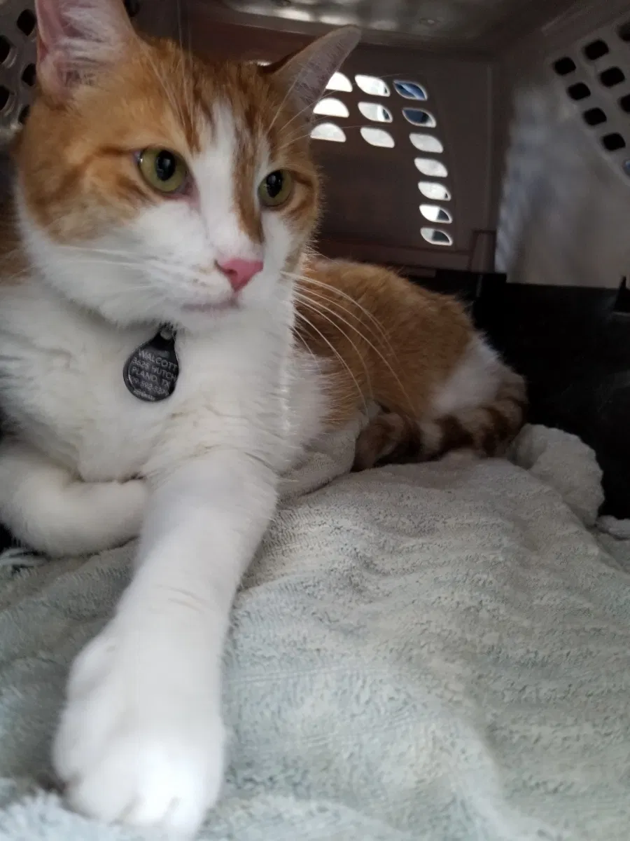 Lost cat in Mead, CO, 80542