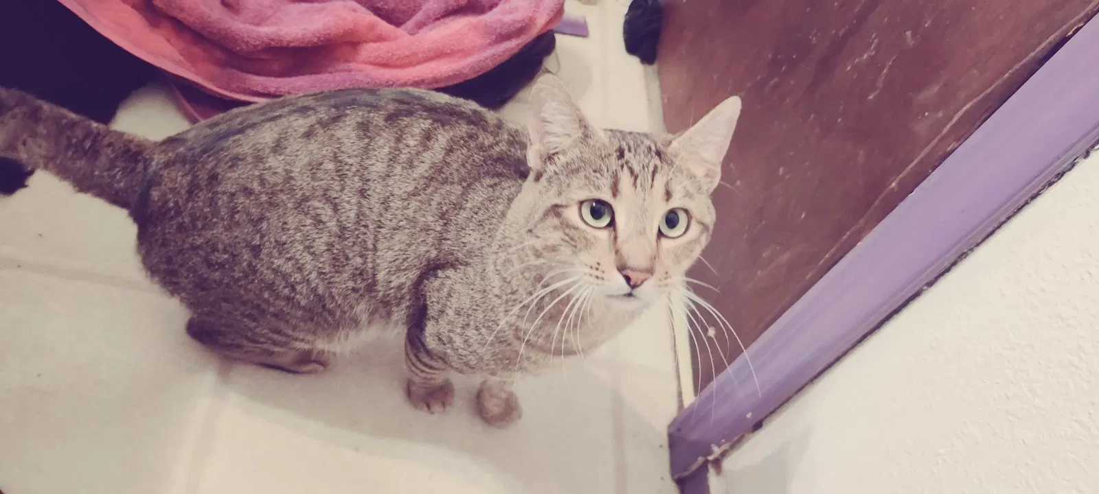 Found cat in Albuquerque, NM, 87105