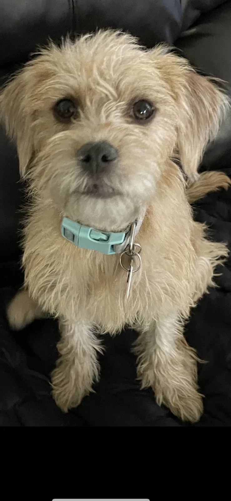 Lost dog in Peoria, AZ, 85345