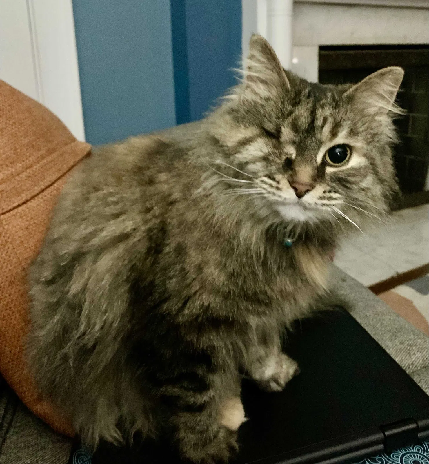 Lost cat in Cincinnati, OH, 45213