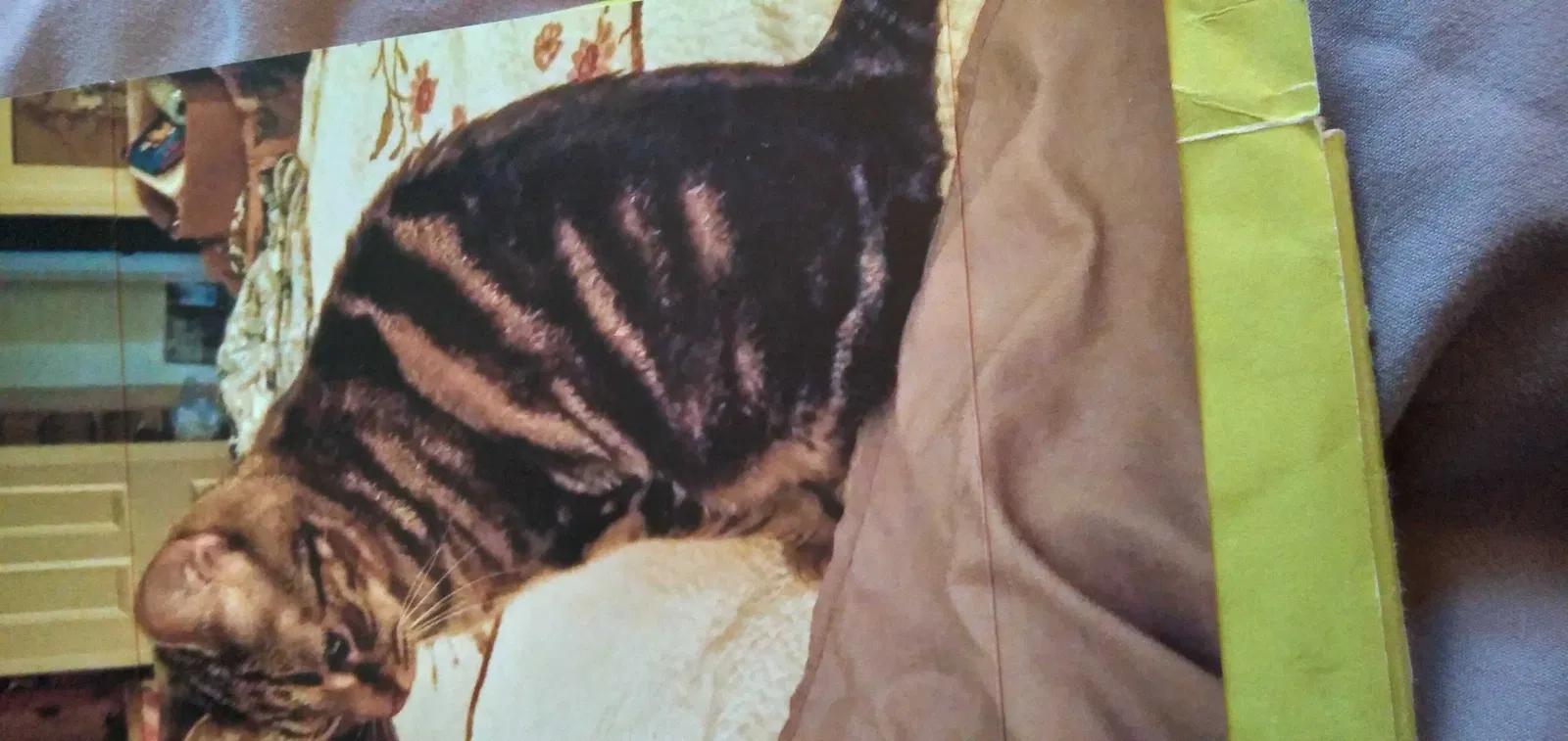 Lost cat in Ashland, KY, 41102