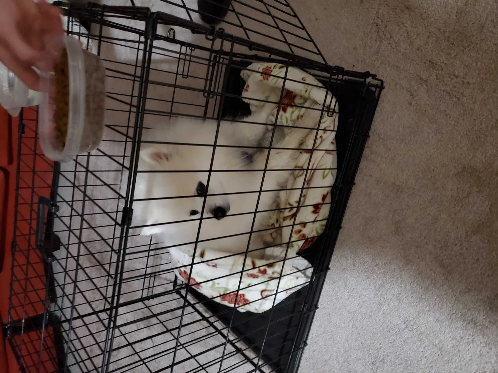 Found dog in Pickerington, OH, 43147