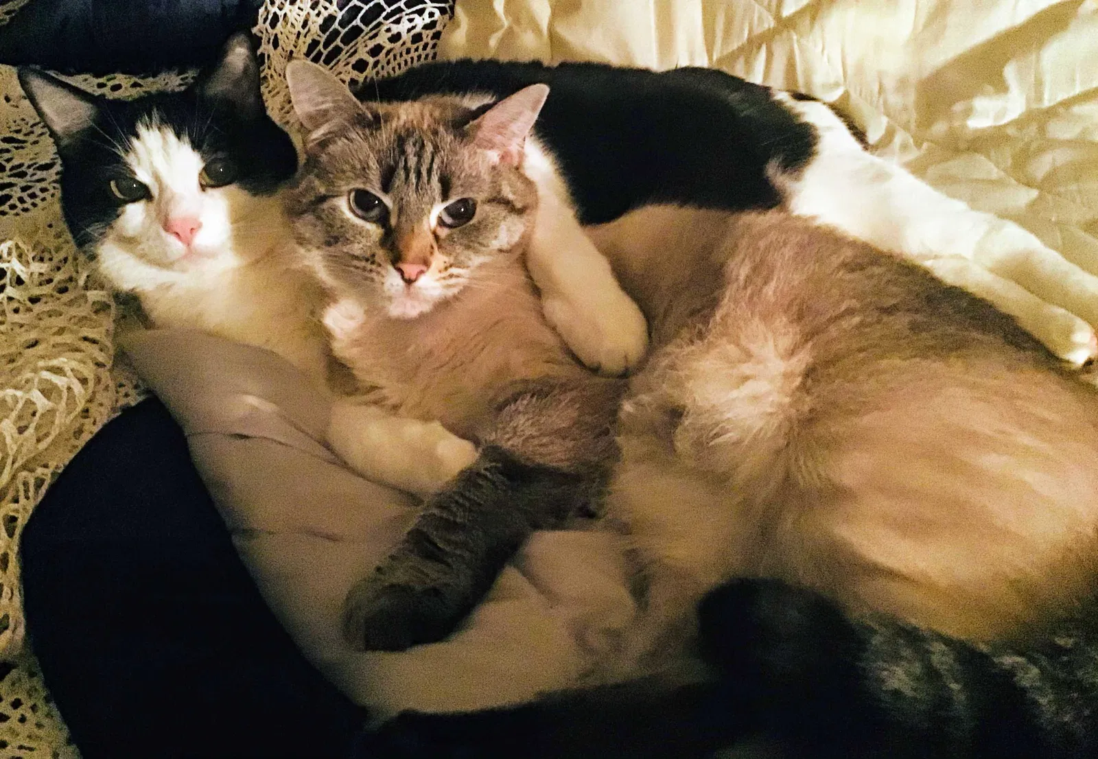 Lost cat in Saint Paris, OH, 43072