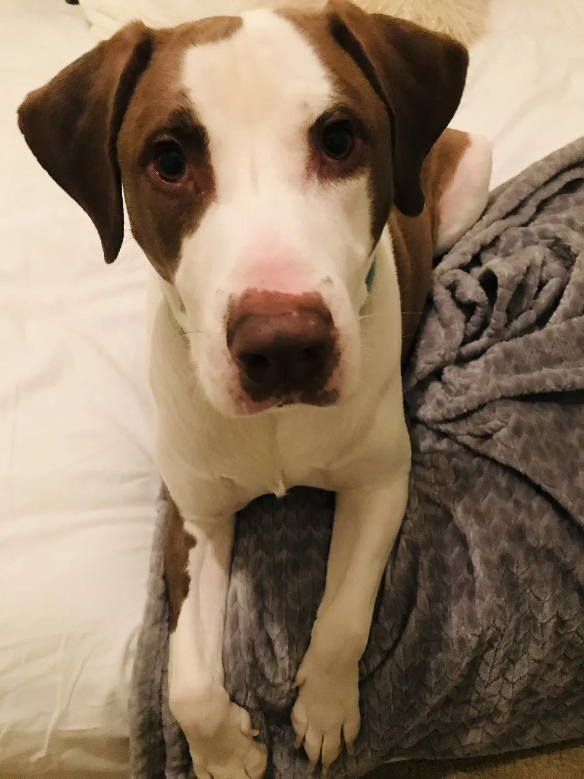 Lost dog in Colorado Springs, CO, 80919