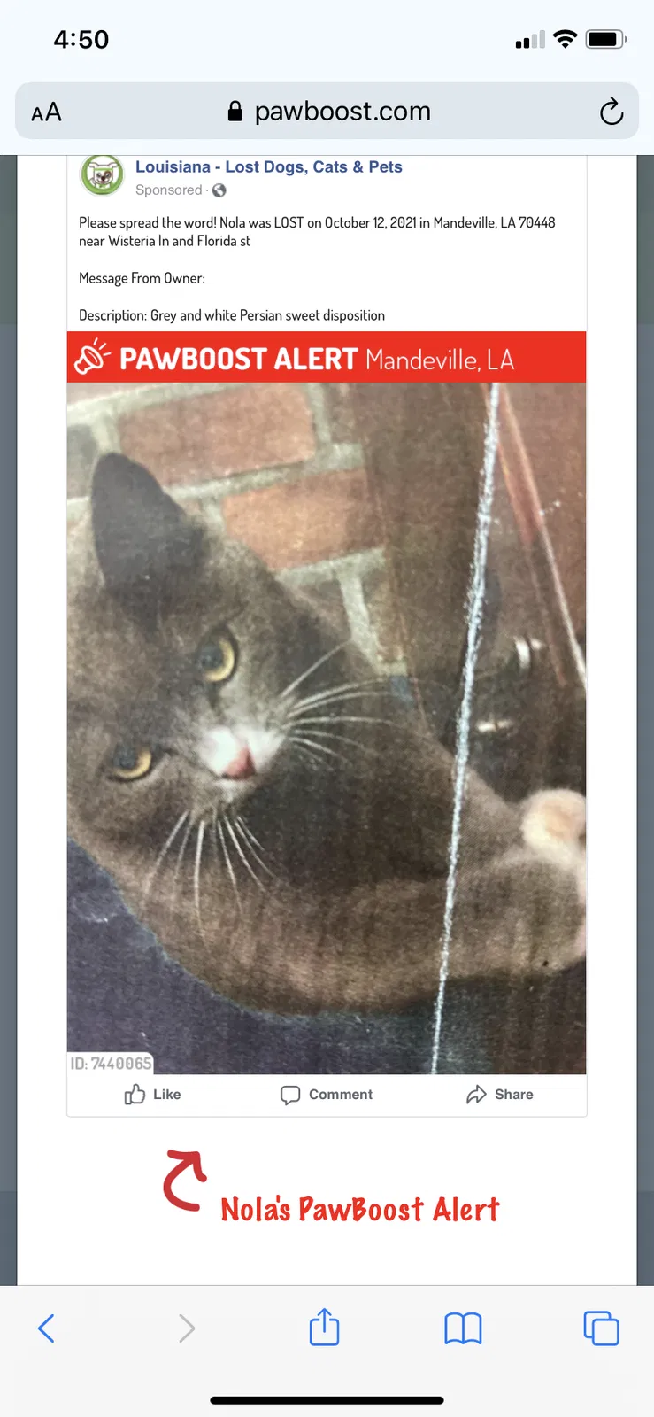 Lost cat in Mandeville, LA, 70448