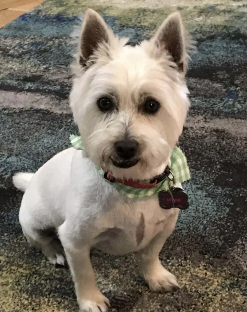 Lost dog in Little Rock, AR, 72223