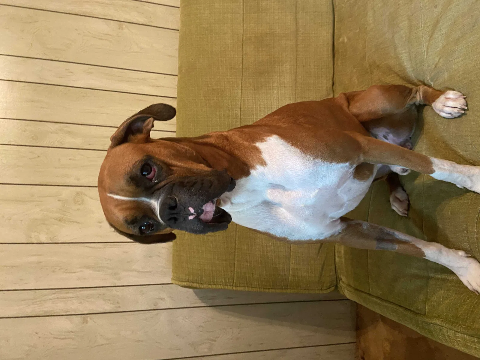 Lost dog in Abbeville, SC, 29620