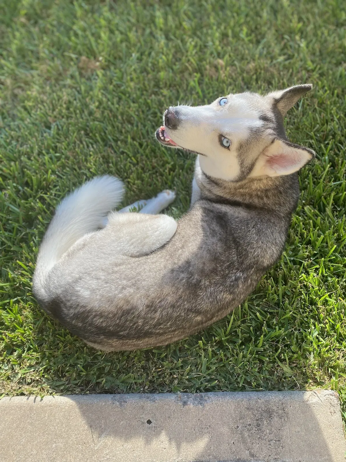 Lost dog in Katy, TX, 77449