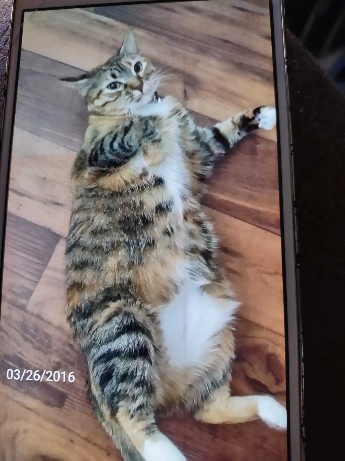 Lost cat in Allen, TX, 75002