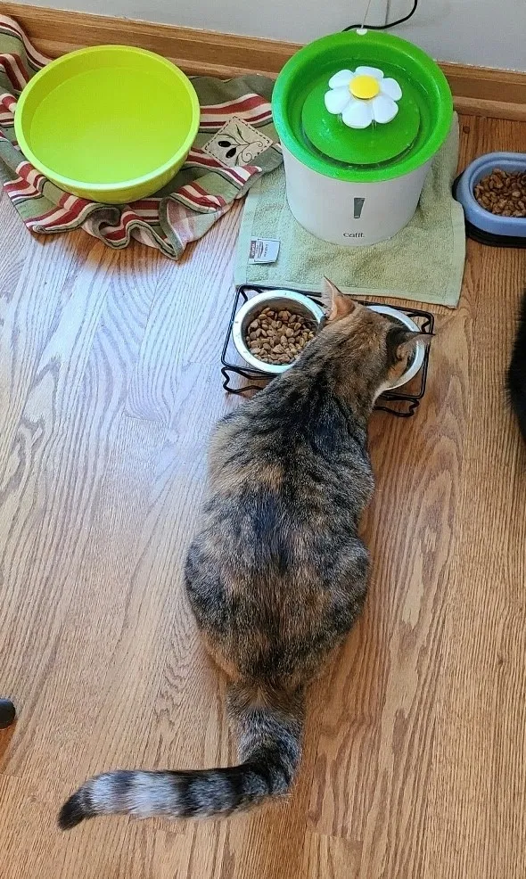 Lost cat in Chanhassen, MN, 55317